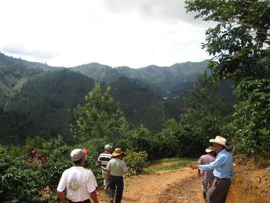 Quest for the perfect coffee - Guatemala San Antonio Huista - Tico Coffee Roasters