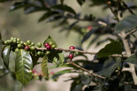 Coffee Growing at La Cabaña