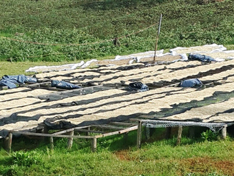 Bourbon coffee drying on raised beds in Rwanda