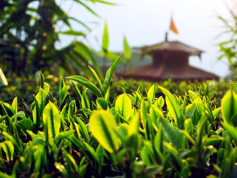 Jasmin Dragon Pearl growing in China