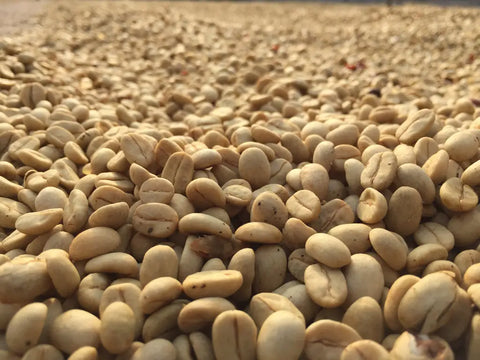 Coffee drying on patios at Finca Santa Lucia