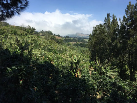 Shade grown coffee at Finca Santa Lucia