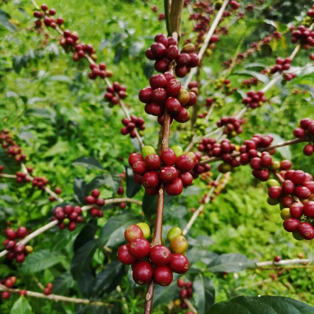 Ethiopia Guji Natural Swiss Water Decaf - Coffee