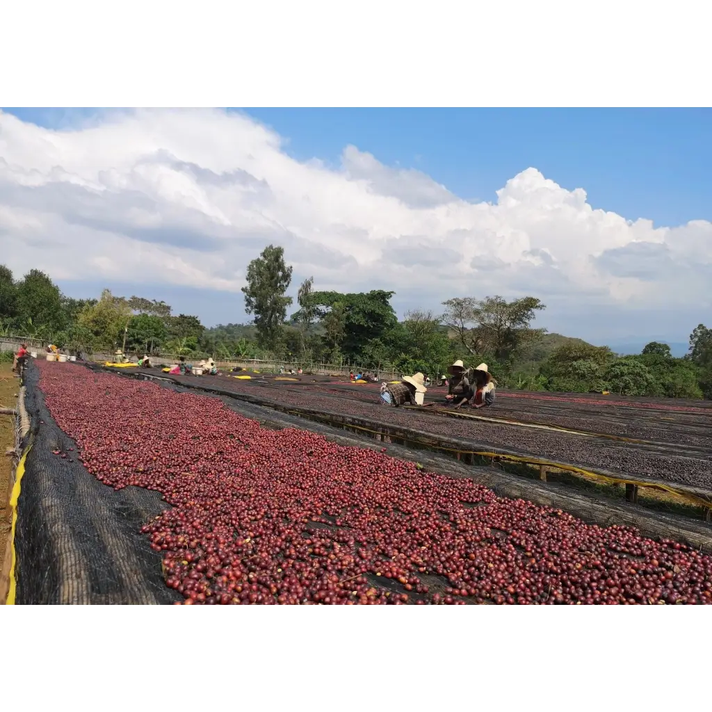 Ethiopia Guji Natural Swiss Water Decaf - Coffee