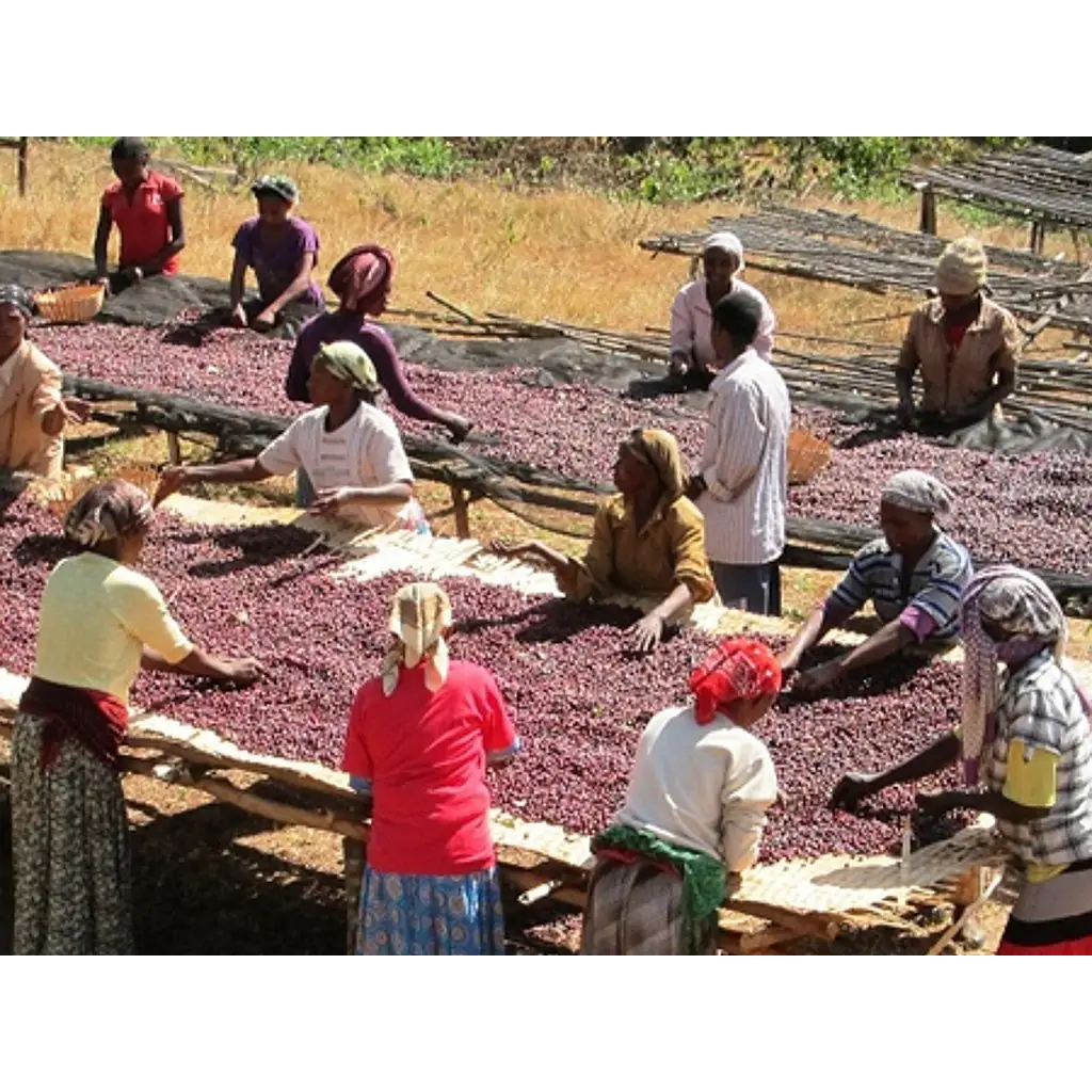 Ethiopia Yirgacheffe Natural - Coffee