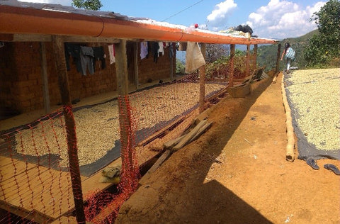 Coffee drying at Finca Rayo el Sol