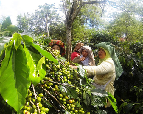 Coffee picking at Jagong Mill